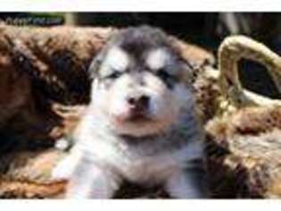 Alaskan Malamute Puppy for sale in Visalia, CA, USA