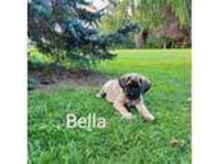 Mastiff Puppy for sale in Wolcott, NY, USA