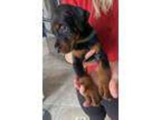 Doberman Pinscher Puppy for sale in Menifee, CA, USA