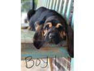 Bloodhound Puppy for sale in Molino, FL, USA