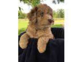 Mutt Puppy for sale in Samson, AL, USA