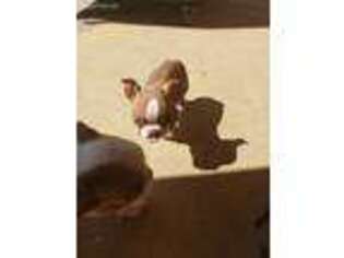 Boston Terrier Puppy for sale in Glendale, AZ, USA