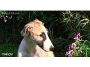 Borzoi Puppy for sale in Rutherfordton, NC, USA