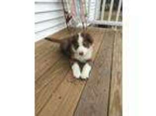 Border Collie Puppy for sale in Crete, IL, USA