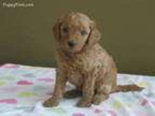 Goldendoodle Puppy for sale in Hancock, MN, USA