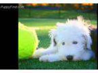 Old English Sheepdog Puppy for sale in Homestead, FL, USA