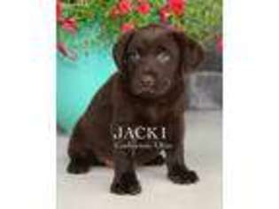 Labrador Retriever Puppy for sale in Coshocton, OH, USA