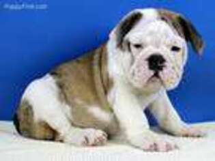 Bulldog Puppy for sale in Barnesville, GA, USA