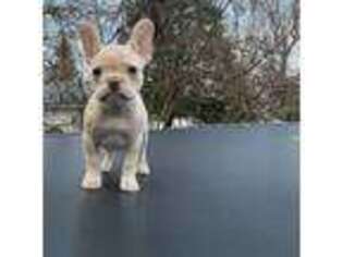 French Bulldog Puppy for sale in Brandywine, MD, USA