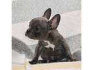 French Bulldog Puppy for sale in Hesperia, MI, USA