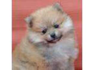 Pomeranian Puppy for sale in Dewitt, MI, USA