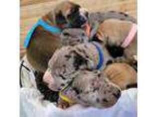 Great Dane Puppy for sale in Marysville, MI, USA