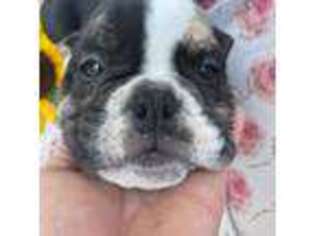 Bulldog Puppy for sale in Kirkland, WA, USA