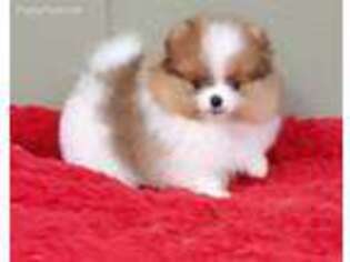 Pomeranian Puppy for sale in San Luis Obispo, CA, USA