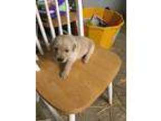 Golden Retriever Puppy for sale in Tina, MO, USA