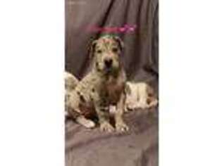 Great Dane Puppy for sale in Fountain City, WI, USA