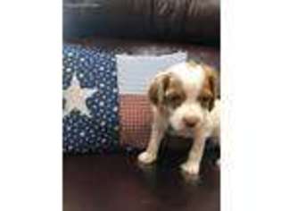 Brittany Puppy for sale in Van Alstyne, TX, USA