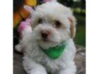 Mutt Puppy for sale in Halifax, PA, USA