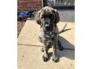 Mastiff Puppy for sale in Marietta, OH, USA
