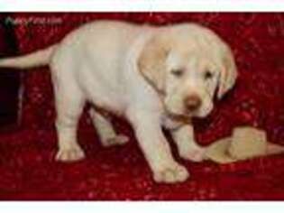 Labrador Retriever Puppy for sale in Pittsburg, KS, USA