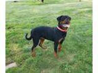 Rottweiler Puppy for sale in Galion, OH, USA