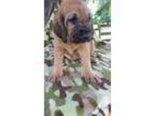 Bloodhound Puppy for sale in HONEY BROOK, PA, USA