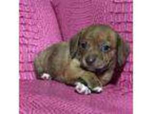 Dachshund Puppy for sale in Springfield, OR, USA