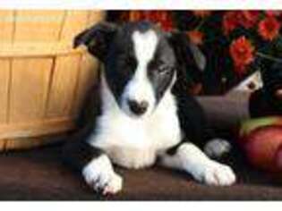 Border Collie Puppy for sale in Malone, NY, USA
