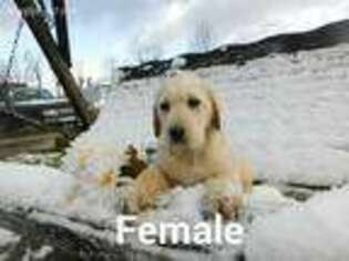 Labradoodle Puppy for sale in Jewett, OH, USA