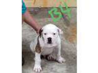 American Bulldog Puppy for sale in Fitzgerald, GA, USA