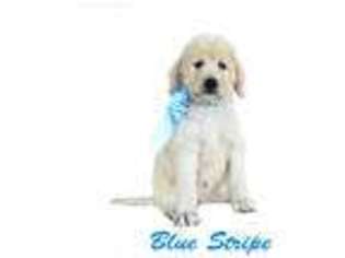 Labradoodle Puppy for sale in Foley, AL, USA