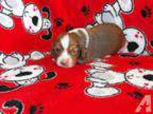 Beagle Puppy for sale in ANAMOSA, IA, USA