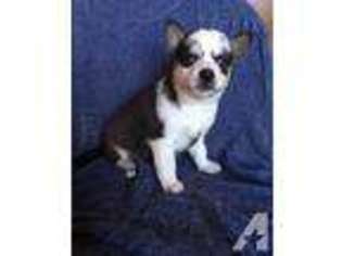 Alaskan Klee Kai Puppy for sale in FINLAYSON, MN, USA