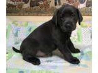 Labrador Retriever Puppy for sale in Lancaster, OH, USA