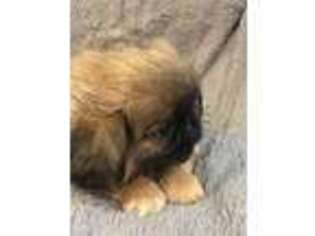 Pekingese Puppy for sale in New York, NY, USA