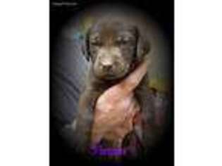 Labrador Retriever Puppy for sale in Princeville, IL, USA