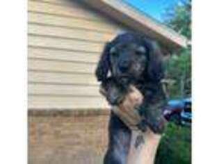 Dachshund Puppy for sale in Muncie, IN, USA