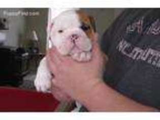Bulldog Puppy for sale in Wind Gap, PA, USA