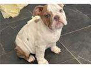 Bulldog Puppy for sale in Tulsa, OK, USA