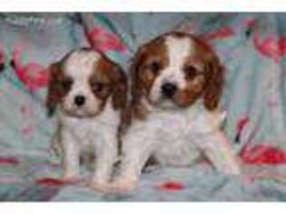 Cavalier King Charles Spaniel Puppy for sale in Lawton, OK, USA