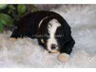Bernese Mountain Dog Puppy for sale in Bokchito, OK, USA