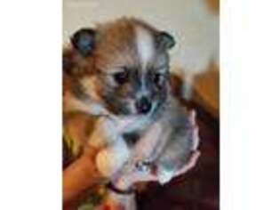 Pomeranian Puppy for sale in Waco, TX, USA