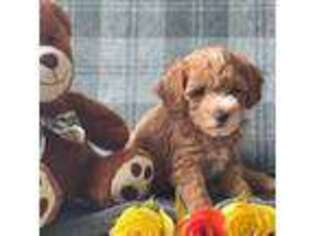 Shih-Poo Puppy for sale in New York, NY, USA