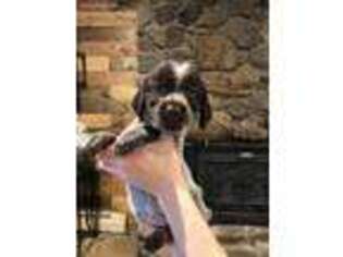 Wirehaired Pointing Griffon Puppy for sale in Fallon, NV, USA