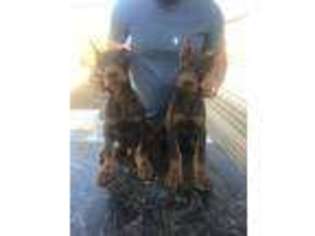 Doberman Pinscher Puppy for sale in Yucaipa, CA, USA