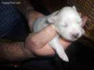 American Eskimo Dog Puppy for sale in Packwood, IA, USA