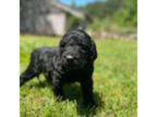 Labradoodle Puppy for sale in Washington, DC, USA