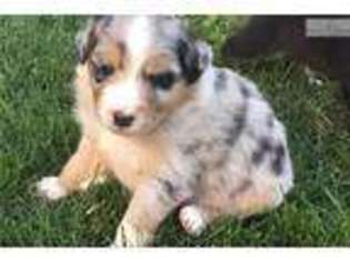 Australian Shepherd Puppy for sale in Toledo, OH, USA
