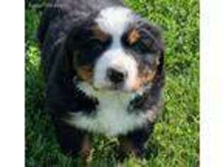 Bernese Mountain Dog Puppy for sale in Mitchell, IN, USA