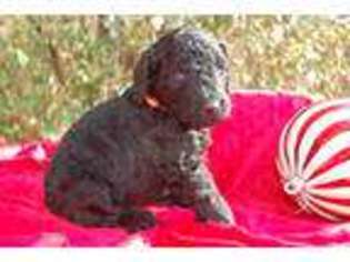 Goldendoodle Puppy for sale in Austin, AR, USA